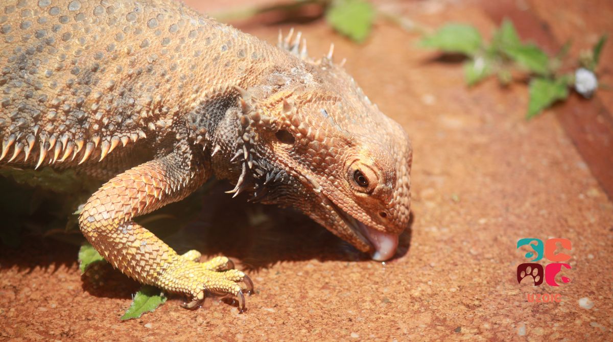 Is Calcium Sand Safe For A Bearded Dragon?