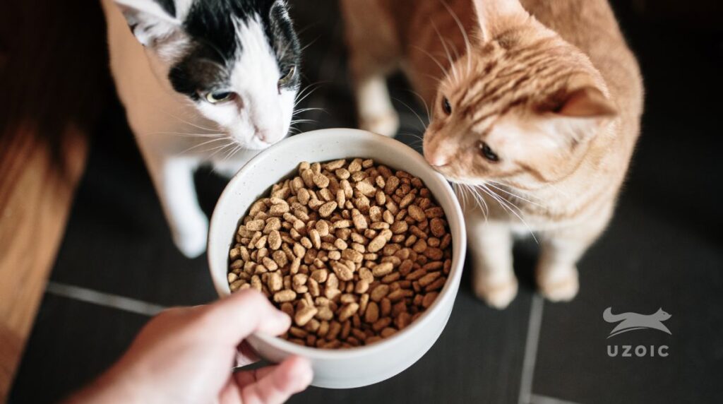 Maggots In Cats Food What to Do If You Find Worms in Your Cat's Food