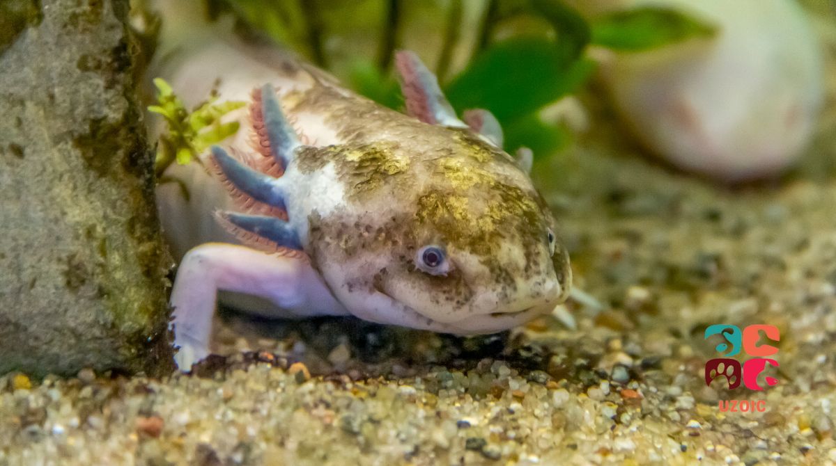 The Ultimate Guide To Mosaic Axolotls