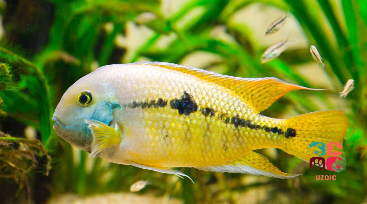 Why Your Cichlid Eggs Are Turning White And How To Stop It