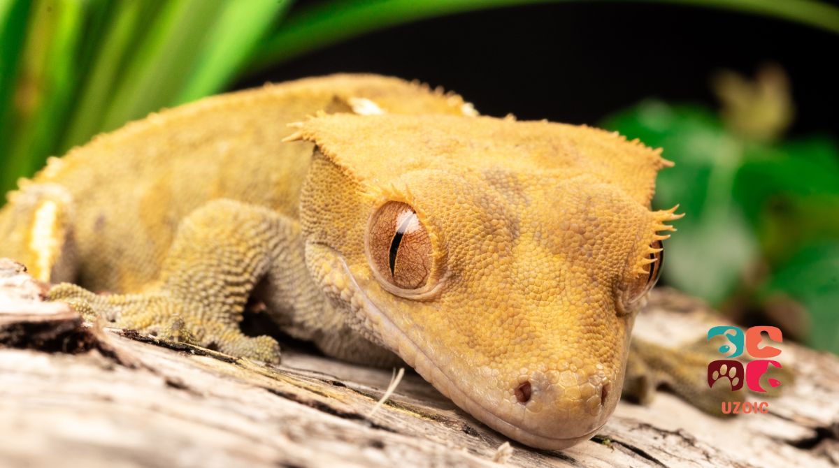 Why Your Crested Gecko Is Sneezing And How To Stop It
