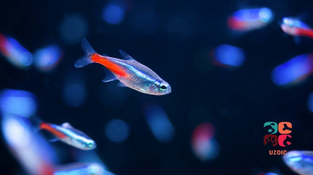Why Your Neon Tetra Is Not Eating