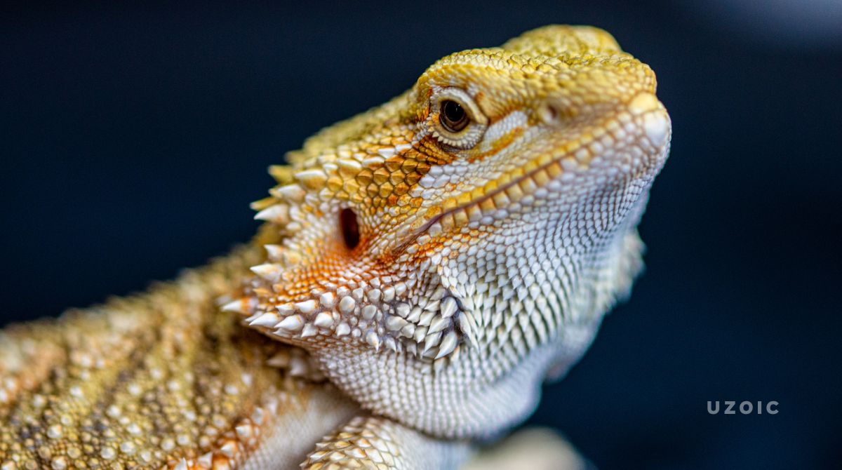 10 facts about bearded dragon