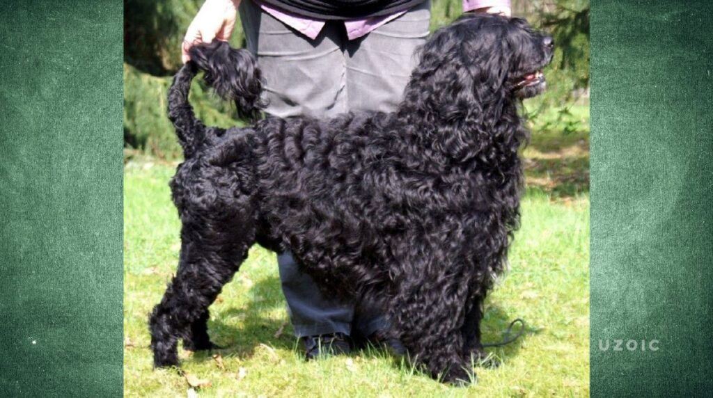 Fascinating Facts About The Portuguese Water Dog Mix uzoic