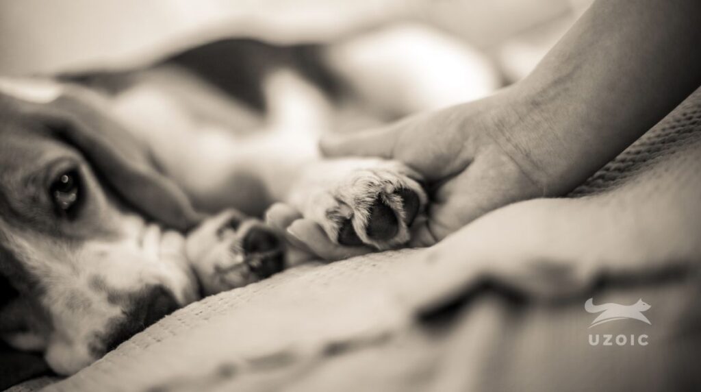 Do Dogs Say Goodbye Before They Die? uzoic