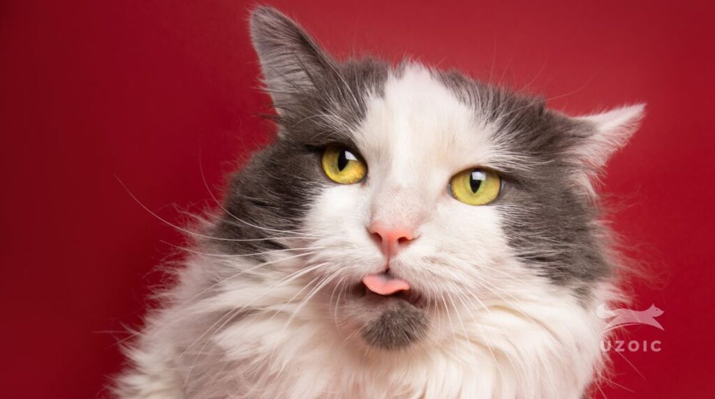 Understanding the Connection Stress and Vomiting in Cats uzoic